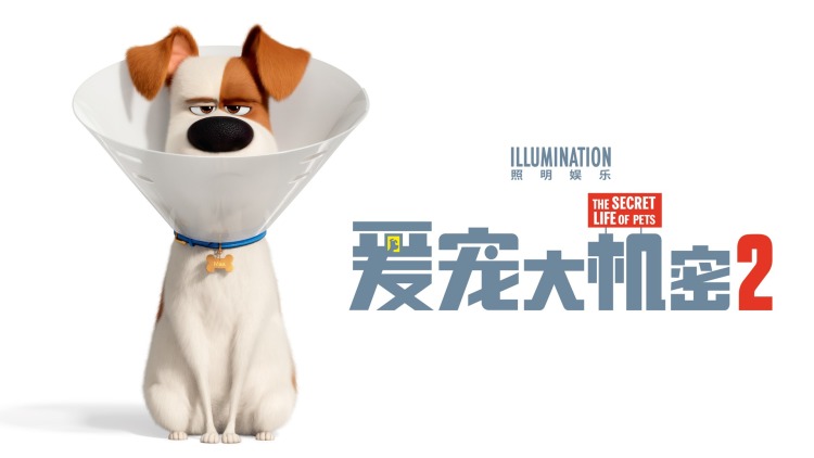 养狗与猫每天都很开心