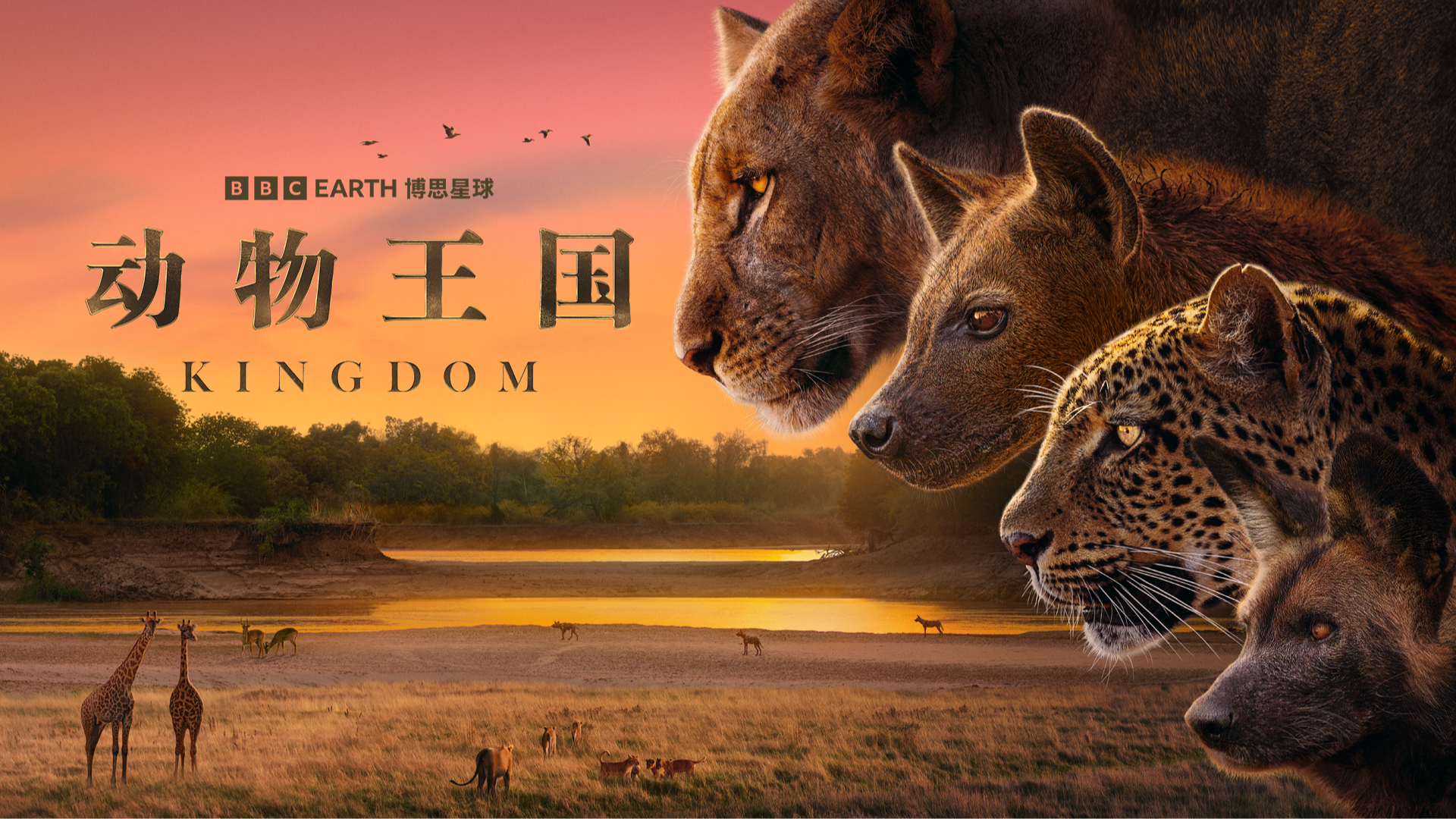 动物王国-封面1
