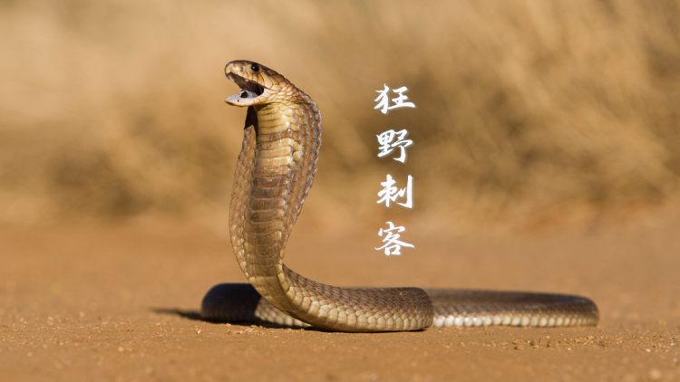 在线影视的优势：灵活性与便捷性