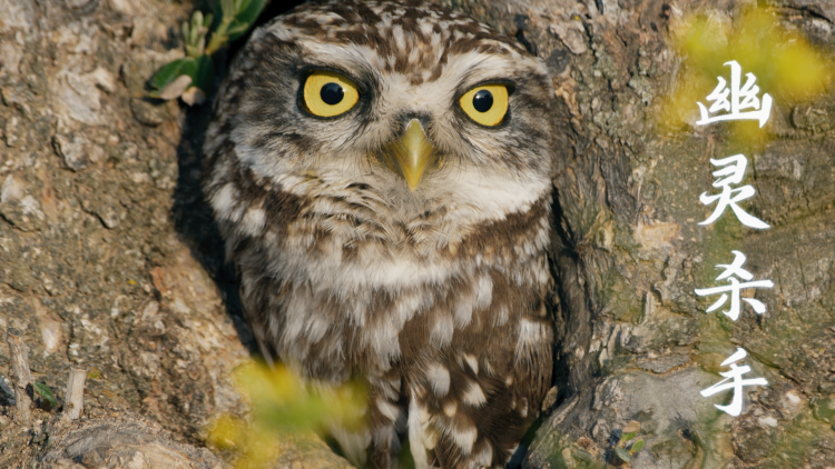 上相亲节目后陆总天天都在掉马甲：与女主互动
