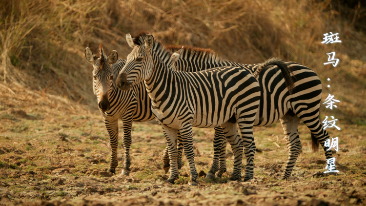 剧本大师的逆袭之路
