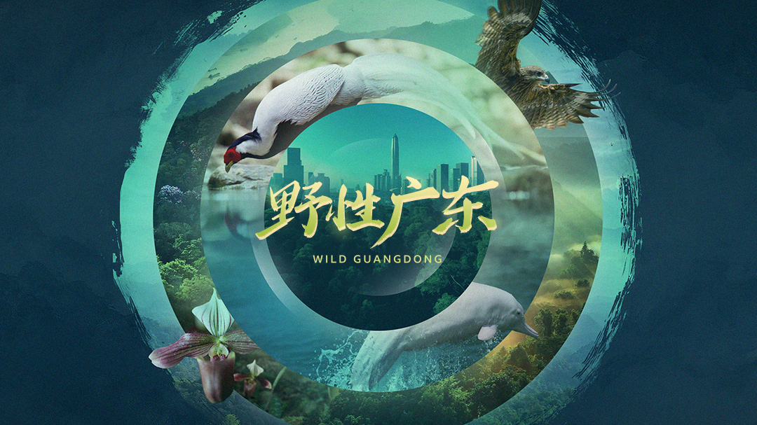 野性广东-封面4