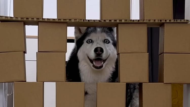 新进职员电影版