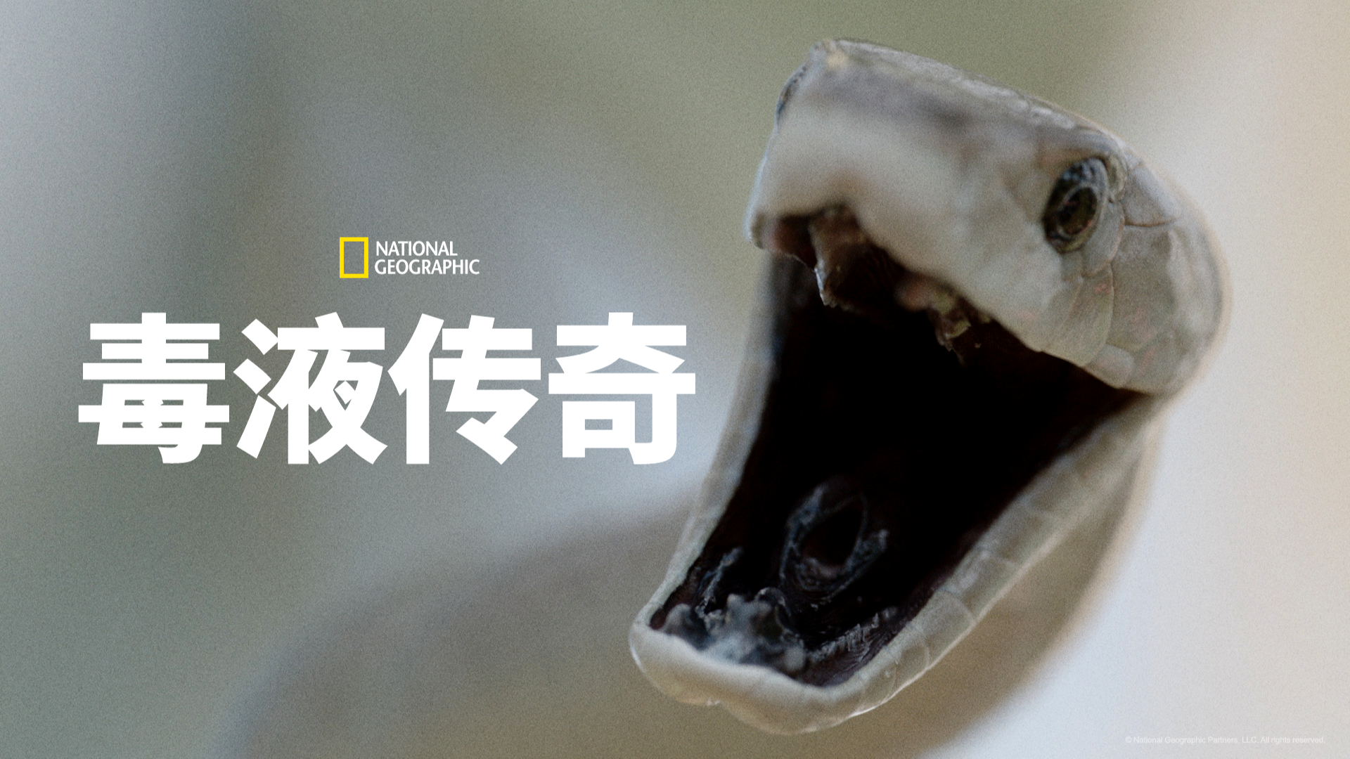 毒液传奇-封面3