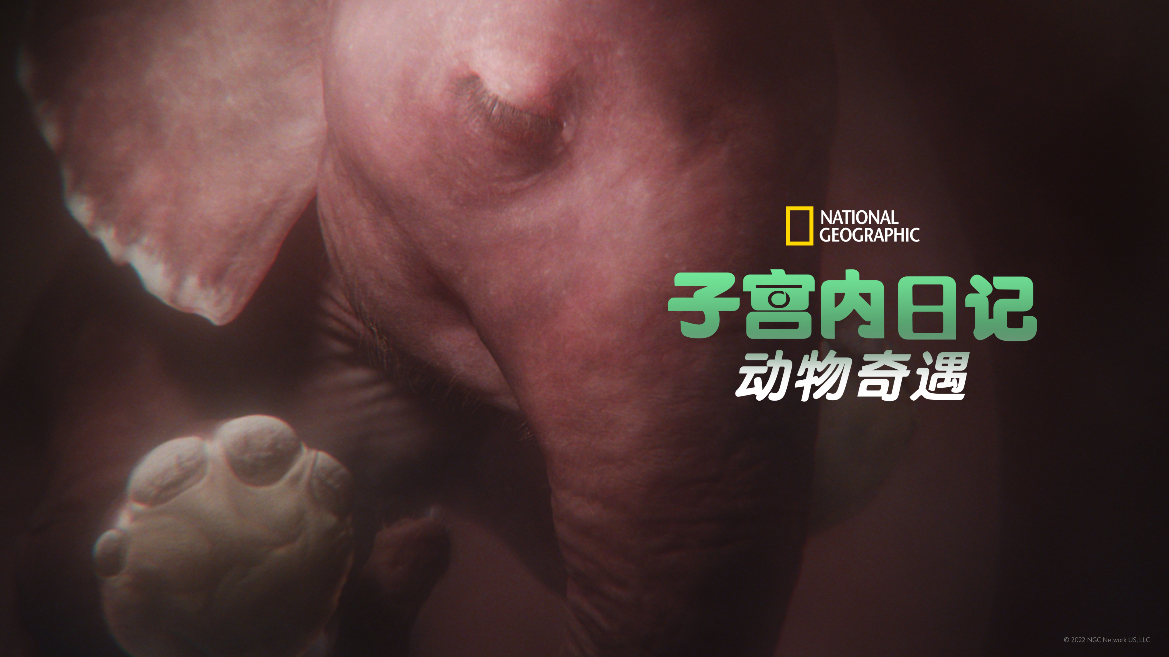 子宫内日记：动物奇遇 第1季-封面1