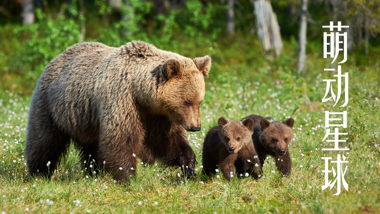 萌动星球-封面1