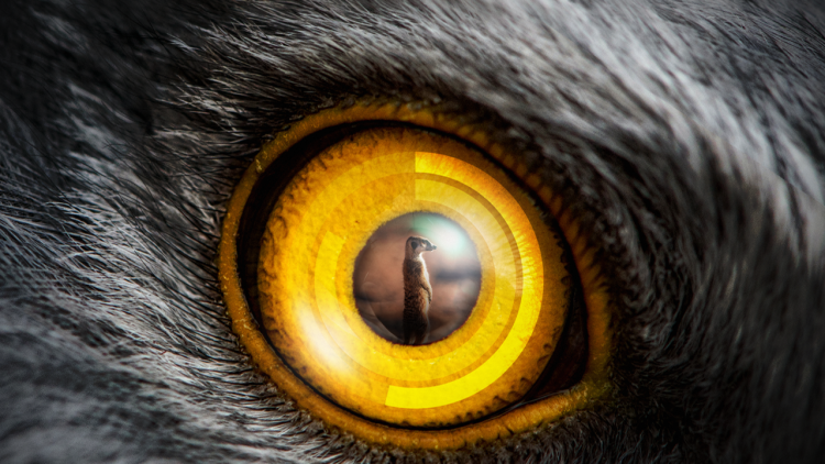 胜者为王短剧版