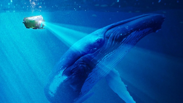 我在衢江当大神