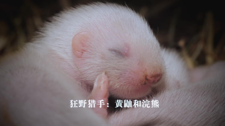 永生守卫2的最终守护与未来