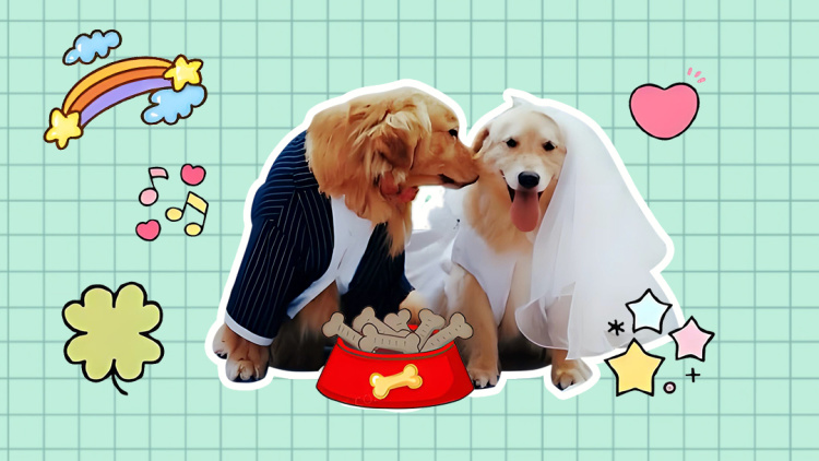 《霍先生宠妻无度》圆满结局与爱情升华