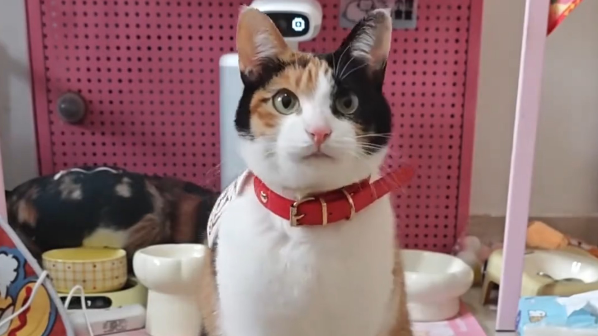 介绍各种类动物_拥有五只猫保姆的人类幼崽，猫咪从长相到性格还都一模一样_综艺_高清完整版视频在线观看_腾讯视频