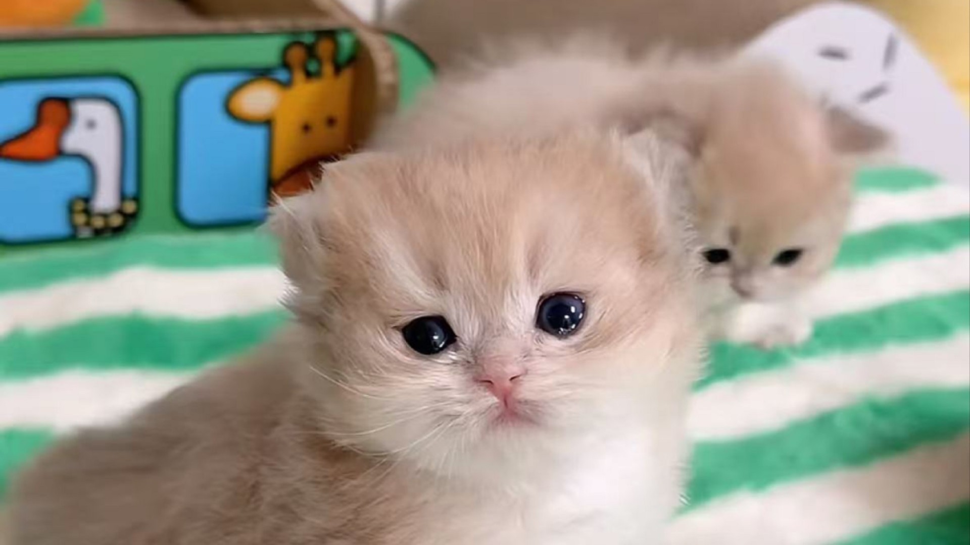 胖明与猫咪日常_总算搞清楚小奶猫是什么品种了…_综艺_高清完整版视频在线观看_腾讯视频