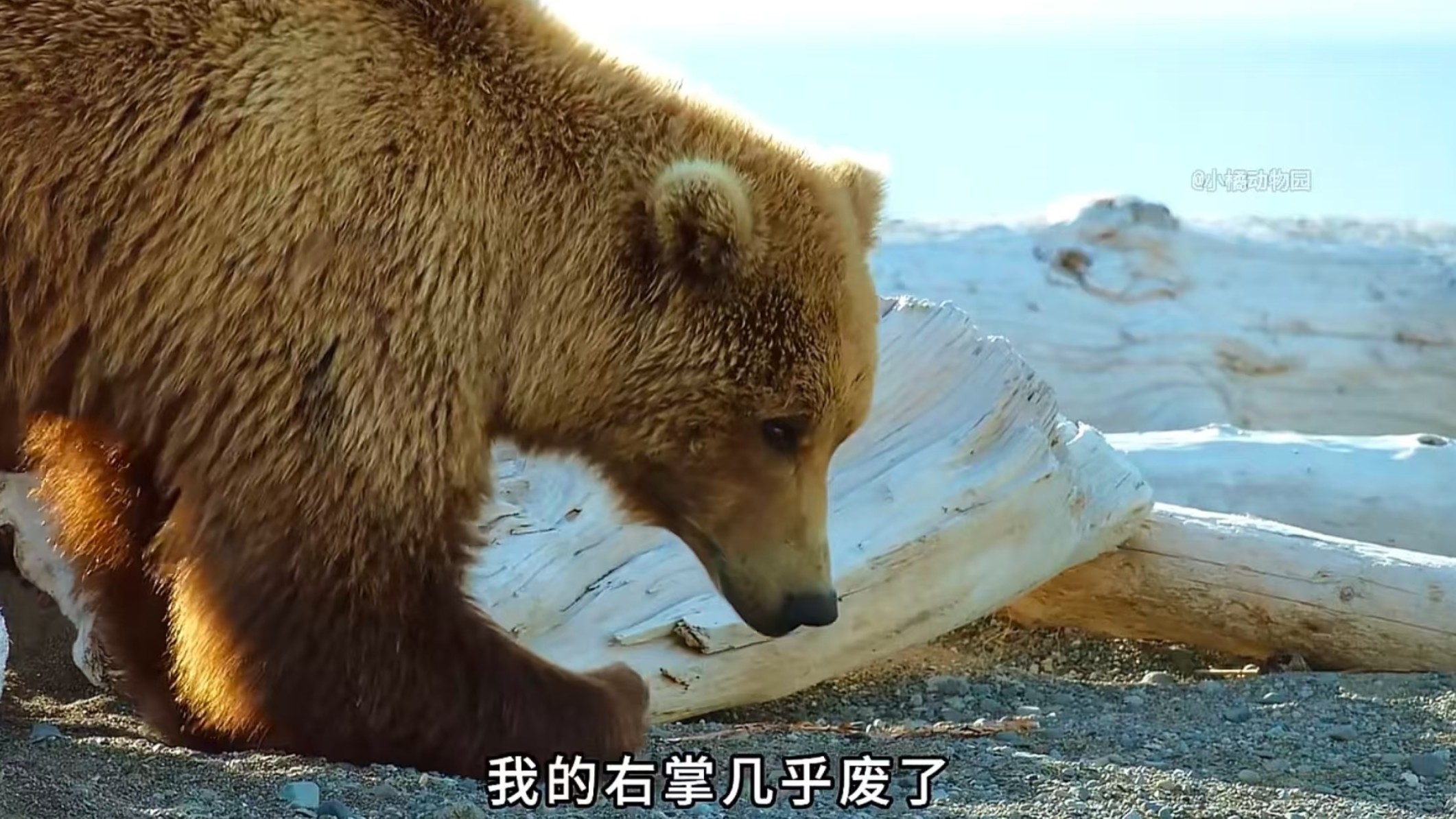 小橘动物园日常_小橘动物园日常_藏羚羊多杰：在可可西里，有一种爱叫“滚出去”_高清完整版视频在线观看_腾讯视频