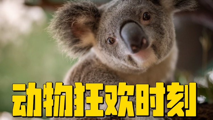 菲尔王自恋如我