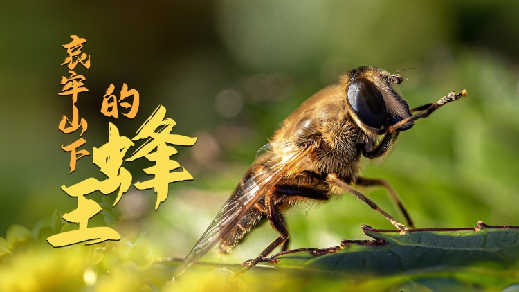 顾律师夫人告你芳心纵火：误会重重的感情试炼