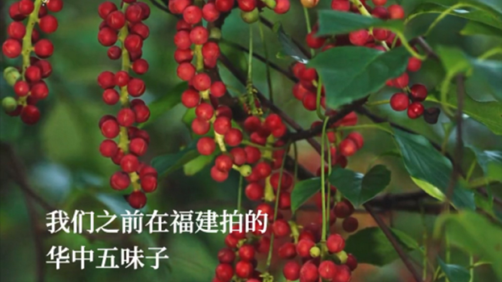 方草木情深_方草木情深_这个果子最近很火，长得像蜘蛛_高清完整版视频在线观看_腾讯视频