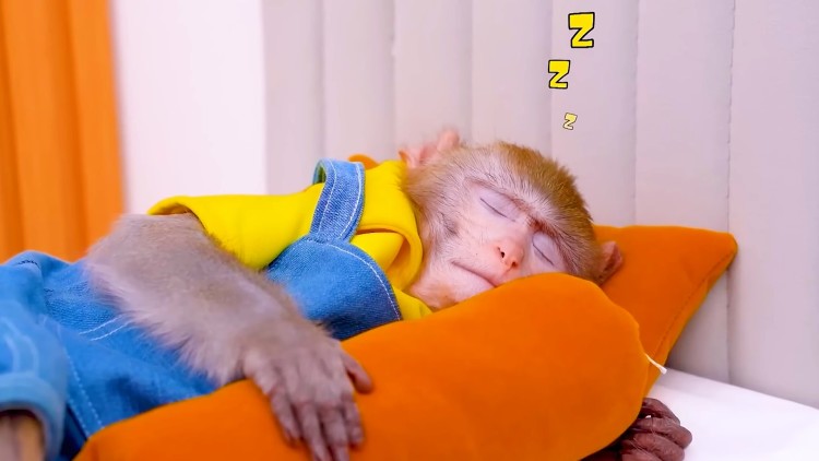 重生妻子假死我反手打给殡仪馆