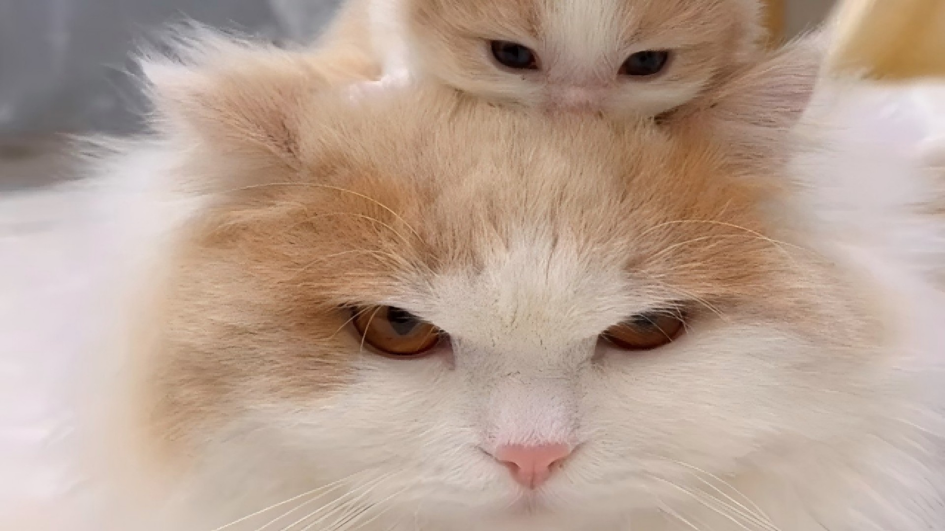 猫猫的玩耍视频_这个睡眠质量是我羡慕的_综艺_高清完整版视频在线观看_腾讯视频
