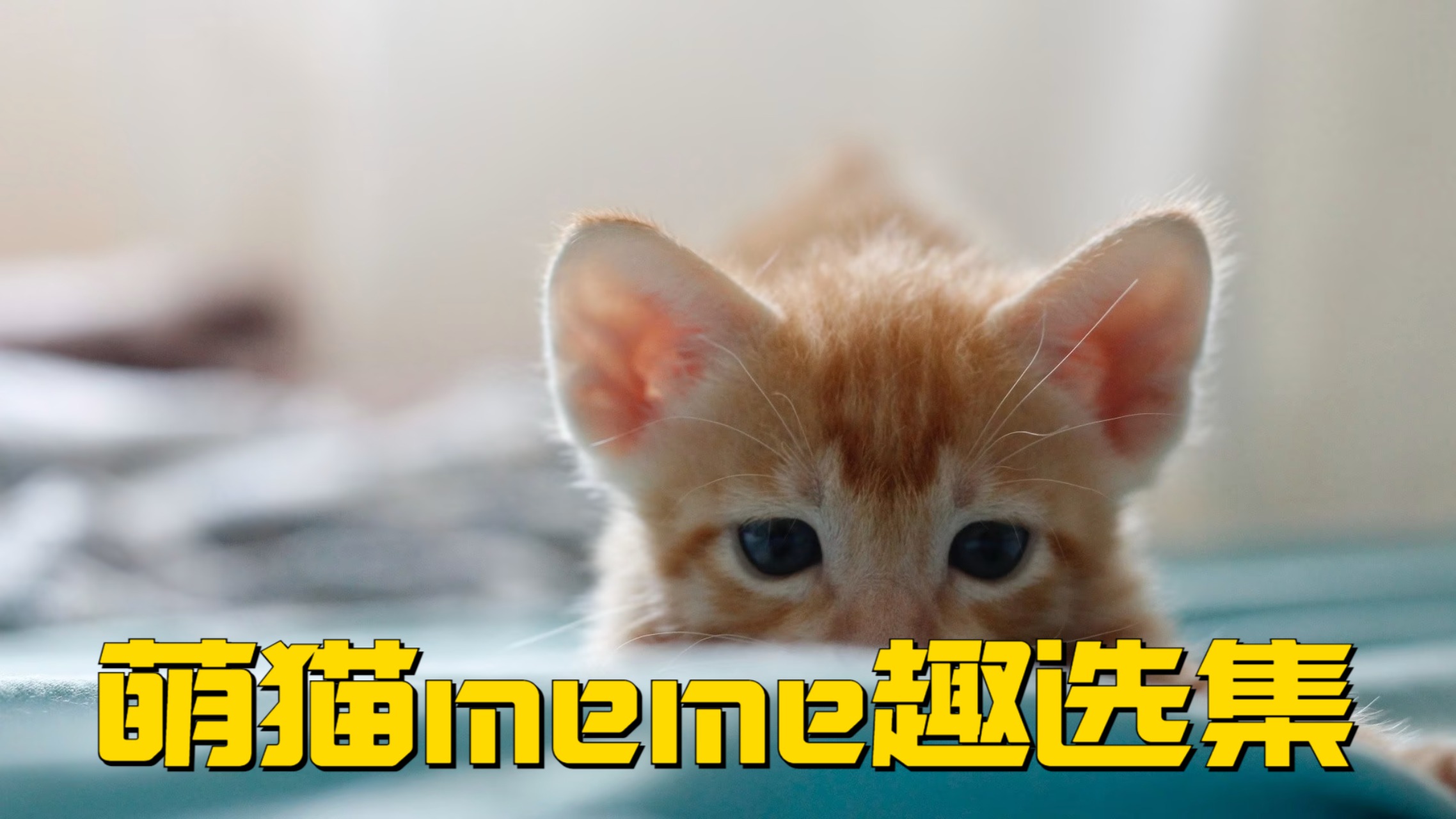 萌猫meme趣选集_猫meme哒6：一周的精神状态周日是最不开心的_综艺_高清完整版视频在线观看_腾讯视频